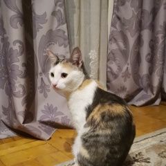 Подробнее об объявлении «Пропала кошка муся 1 год Белые Столбы» Фото: пропала кошка  «Пропала кошка муся 1 год Белые Столбы» в г. Белые Столбы