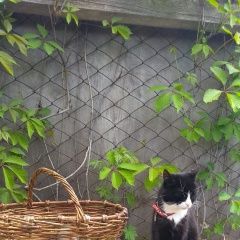 Подробнее об объявлении «Пропала кошка Самара» Фото: пропала кошка  «Пропала кошка Самара» в г. Самара