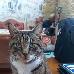Подробнее об объявлении «Пропал кот возможно увезли Хабаровск» Фото: пропала кошка  «Пропал кот возможно увезли Хабаровск» в г. Хабаровск
