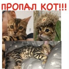 Подробнее об объявлении «Пропал кот бенгал Махачкала» Фото: пропала кошка Бенгальская кошка «Пропал кот бенгал Махачкала» в г. Махачкала