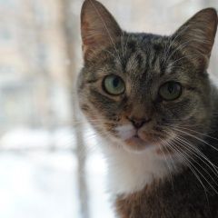 Подробнее об объявлении «Москва Пропала кошка» Фото: пропала кошка  «Москва Пропала кошка» в г. Москва