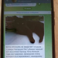 Подробнее об объявлении «Москва Пропал кот» Фото: пропала кошка  «Москва Пропал кот» в г. Москва