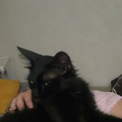 Подробнее об объявлении «Пропала кошка черная кошка Ростов-на-Дону» Фото: пропала кошка  «Пропала кошка черная кошка Ростов-на-Дону» в г. Ростов-на-Дону
