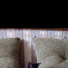 Подробнее об объявлении «Пропал кот филя 2 года Гатчина» Фото: пропала кошка  «Пропал кот филя 2 года Гатчина» в г. Гатчина