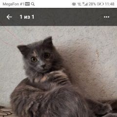 Подробнее об объявлении «Пропала кошка. Томск» Фото: пропала кошка  «Пропала кошка. Томск» в г. Томск