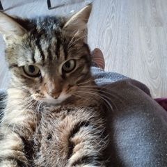 Подробнее об объявлении «Пропала кошка серая в полоску Быково (Московская обл.)» Фото: пропала кошка  «Пропала кошка серая в полоску Быково...» в г. Быково (Московская обл.)