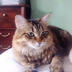 Подробнее об объявлении «Пропала кошка кошечка. Тамбов» Фото: пропала кошка  «Пропала кошка кошечка. Тамбов» в г. Тамбов