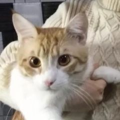 Подробнее об объявлении «Пропал кот мотя Ростов-на-Дону» Фото: пропала кошка Мейн-кун «Пропал кот мотя Ростов-на-Дону» в г. Ростов-на-Дону
