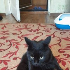 Подробнее об объявлении «Пропал кот филя Челябинск» Фото: пропала кошка  «Пропал кот филя Челябинск» в г. Челябинск