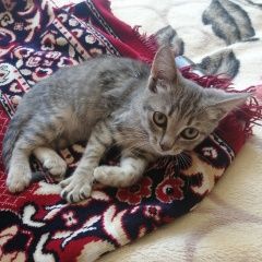 Подробнее об объявлении «Пропала кошка Тамбов» Фото: пропала кошка  «Пропала кошка Тамбов» в г. Тамбов