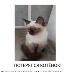 Подробнее об объявлении «Иркутск Пропала кошка» Фото: пропала кошка Сиамская кошка «Иркутск Пропала кошка» в г. Иркутск