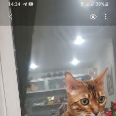 Подробнее об объявлении «Пропал кот Нижний Тагил» Фото: пропала кошка Бенгальская кошка «Пропал кот Нижний Тагил» в г. Нижний Тагил