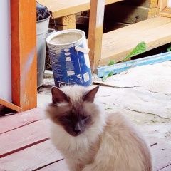 Подробнее об объявлении «Пропал кот Зеленоград» Фото: пропала кошка Тайская кошка «Пропал кот Зеленоград» в г. Зеленоград