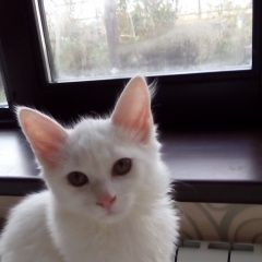 Подробнее об объявлении «Пропал кот ищу кота Новороссийск» Фото: пропала кошка  «Пропал кот ищу кота Новороссийск» в г. Новороссийск