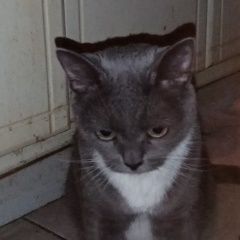Подробнее об объявлении «Пропала кошка похож на британскую голубую Химки» Фото: пропала кошка  «Пропала кошка похож на британскую голубую Химки» в г. Химки