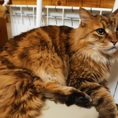 Подробнее об объявлении «Пропал кот курильский бобтейл Чехов» Фото: пропала кошка Бобтейл «Пропал кот курильский бобтейл Чехов» в г. Чехов