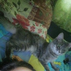 Подробнее об объявлении «Пропала кошка Альметьевск» Фото: пропала кошка  «Пропала кошка Альметьевск» в г. Альметьевск