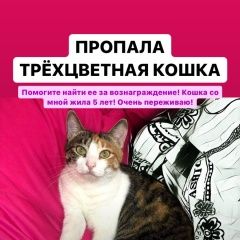 Подробнее об объявлении «Краснодар Пропала кошка трёхцветная кошка» Фото: пропала кошка  «Краснодар Пропала кошка трёхцветная кошка» в г. Краснодар