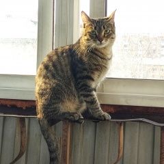 Подробнее об объявлении «Пропал кот с.горячинск Улан-Удэ» Фото: пропала кошка  «Пропал кот с.горячинск Улан-Удэ» в г. Улан-Удэ