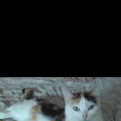 Подробнее об объявлении «Пропала кошка трёхцветная Чехов» Фото: пропала кошка  «Пропала кошка трёхцветная Чехов» в г. Чехов