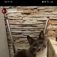 Подробнее об объявлении «Пропал кот Казань» Фото: пропала кошка  «Пропал кот Казань» в г. Казань
