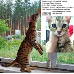 Подробнее об объявлении «Нижний Новгород Пропала кошка» Фото: пропала кошка Бенгальская кошка «Нижний Новгород Пропала кошка» в г. Нижний Новгород