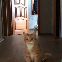 Подробнее об объявлении «Пропала кошка рыжая кошка с жёлтыми глазами Челябинск» Фото: пропала кошка  «Пропала кошка рыжая кошка с жёлтыми глазами...» в г. Челябинск