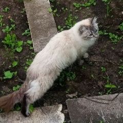 Подробнее об объявлении «Пропала кошка снт отделочник Набережные Челны» Фото: пропала кошка  «Пропала кошка снт отделочник Набережные Челны» в г. Набережные Челны