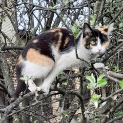 Подробнее об объявлении «Ярославль Пропала кошка» Фото: пропала кошка  «Ярославль Пропала кошка» в г. Ярославль