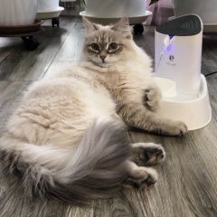 Подробнее об объявлении «Пропала кошка Всеволожск» Фото: пропала кошка Невская маскарадная «Пропала кошка Всеволожск» в г. Всеволожск