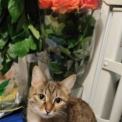 Подробнее об объявлении «Москва Пропала кошка» Фото: пропала кошка  «Москва Пропала кошка» в г. Москва