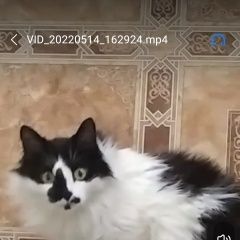 Подробнее об объявлении «Пропал кот сибирский Ангарск» Фото: пропала кошка Сибирская кошка «Пропал кот сибирский Ангарск» в г. Ангарск