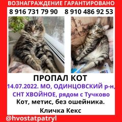 Подробнее об объявлении «Пропал кот Тучково» Фото: пропала кошка  «Пропал кот Тучково» в г. Тучково