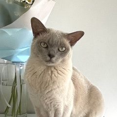 Подробнее об объявлении «Пропал кот Приозерск» Фото: пропала кошка Бурма «Пропал кот Приозерск» в г. Приозерск