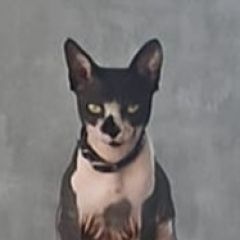 Подробнее об объявлении «Пропал кот Лабинск» Фото: пропала кошка Канадский сфинкс «Пропал кот Лабинск» в г. Лабинск