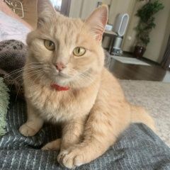 Подробнее об объявлении «Пропала кошка Новочеркасск» Фото: пропала кошка  «Пропала кошка Новочеркасск» в г. Новочеркасск