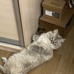 Подробнее об объявлении «Пропал кот Красногорск» Фото: пропала кошка Сибирская кошка «Пропал кот Красногорск» в г. Красногорск