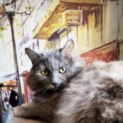 Подробнее об объявлении «Москва Пропала кошка» Фото: пропала кошка  «Москва Пропала кошка» в г. Москва