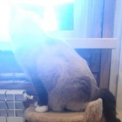 ����: ������� �����  �������� �����. ������� � �. ������