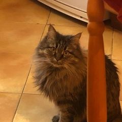 Подробнее об объявлении «Пропала кошка тураевское шоссе, после зил городка Лыткарино» Фото: пропала кошка  «Пропала кошка тураевское шоссе, после зил...» в г. Лыткарино