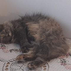 Подробнее об объявлении «Одинцово Пропала кошка серая с пятнами с рыжа» Фото: пропала кошка  «Одинцово Пропала кошка серая с пятнами с рыжа» в г. Одинцово