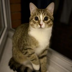 Подробнее об объявлении «Видное Пропал кот в районе ул. лемешко» Фото: пропала кошка  «Видное Пропал кот в районе ул. лемешко» в г. Видное