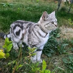 Подробнее об объявлении «Пропал кот хопкинс 1 год Тюмень» Фото: пропала кошка Скоттиш страйт (шотландская прямоухая) «Пропал кот хопкинс 1 год Тюмень» в г. Тюмень