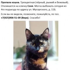 Подробнее об объявлении «Москва Пропала кошка в районе метро отрадное.» Фото: пропала кошка  «Москва Пропала кошка в районе метро отрадное.» в г. Москва
