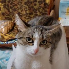 Подробнее об объявлении «Пропала кошка Уфа» Фото: пропала кошка Европейская короткошерстная «Пропала кошка Уфа» в г. Уфа