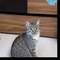 Подробнее об объявлении «Пропала кошка 24 июля по кличке серка. Пермь» Фото: пропала кошка  «Пропала кошка 24 июля по кличке серка. Пермь» в г. Пермь