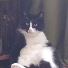 Подробнее об объявлении «Пропал кот потрялся чернобелый кот с половиной хвос Пермь» Фото: пропала кошка  «Пропал кот потрялся чернобелый кот с половиной...» в г. Пермь
