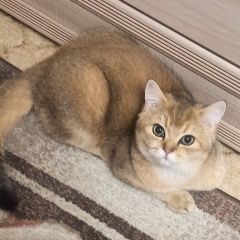 Подробнее об объявлении «Пропал кот шотландский котик Калуга» Фото: пропала кошка Скоттиш страйт (шотландская прямоухая) «Пропал кот шотландский котик Калуга» в г. Калуга