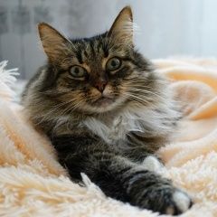 Подробнее об объявлении «Пропала кошка Покров» Фото: пропала кошка Сибирская кошка «Пропала кошка Покров» в г. Покров