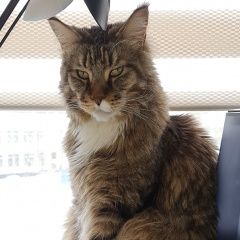 Подробнее об объявлении «Москва Пропал кот» Фото: пропала кошка Мейн-кун «Москва Пропал кот» в г. Москва